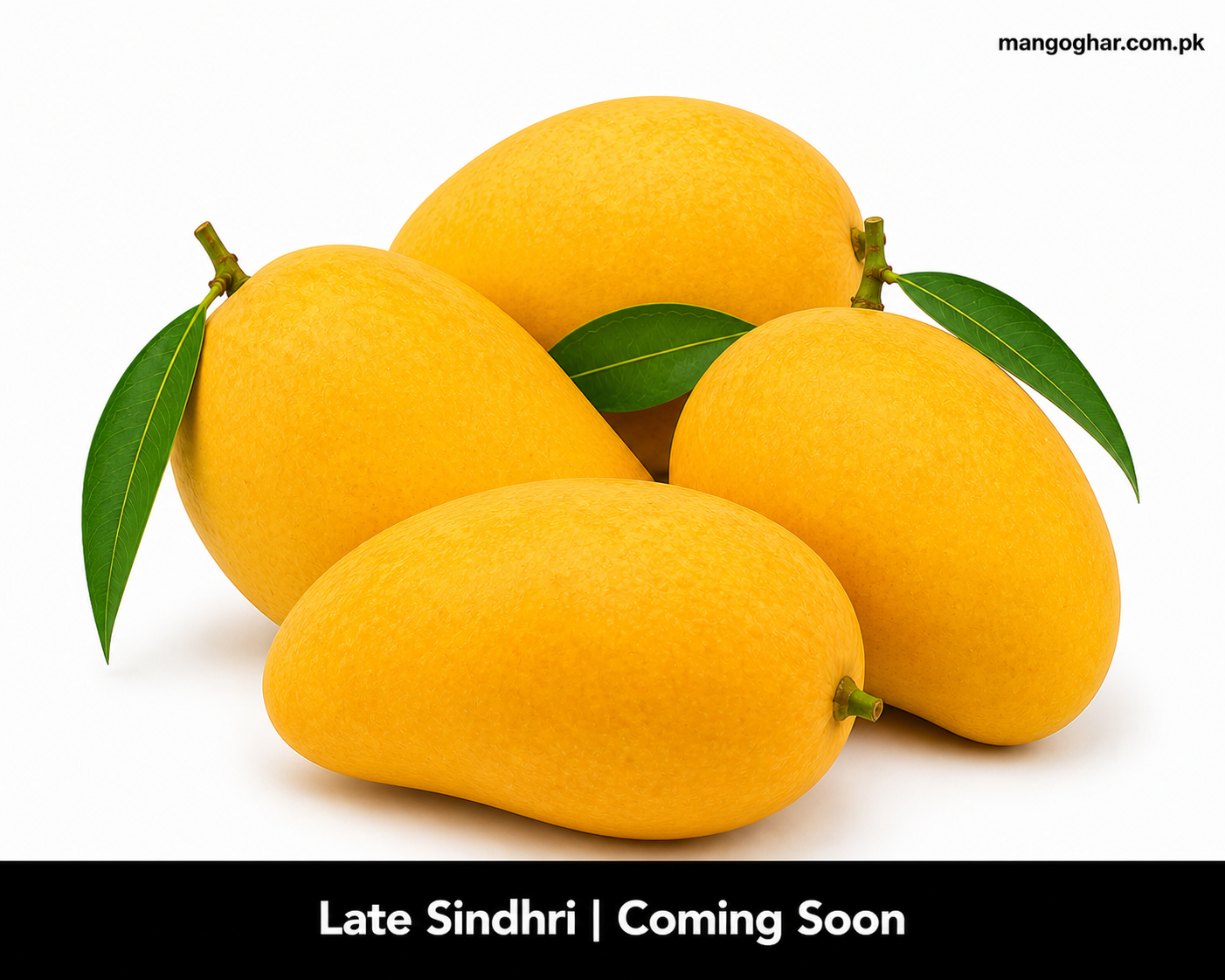 Late Sindhri Mango – Season End Multani Mangoes